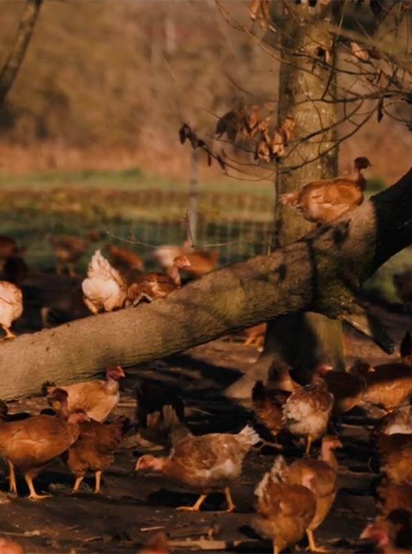 bannière maison dandieu